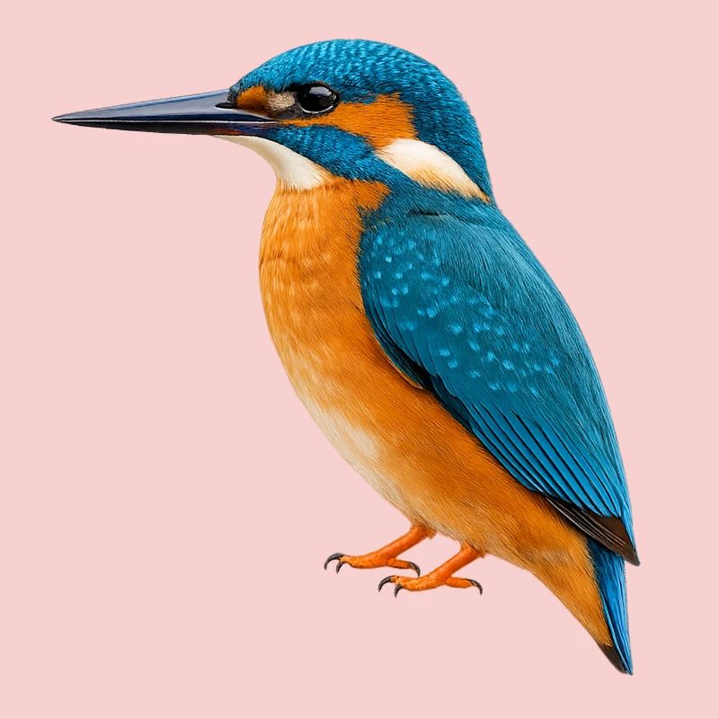 Bunter Eisvögel