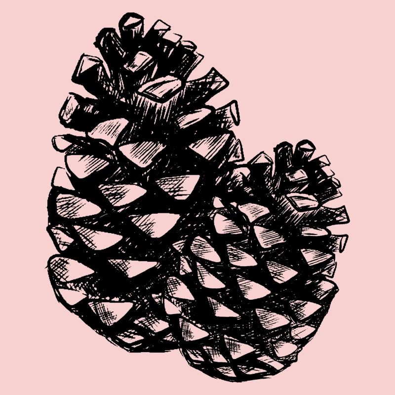 Two pine cones