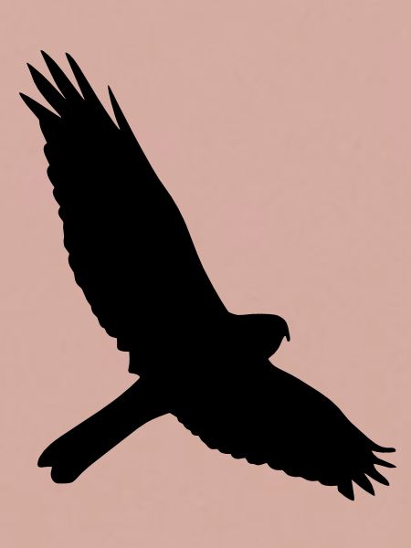 Falke