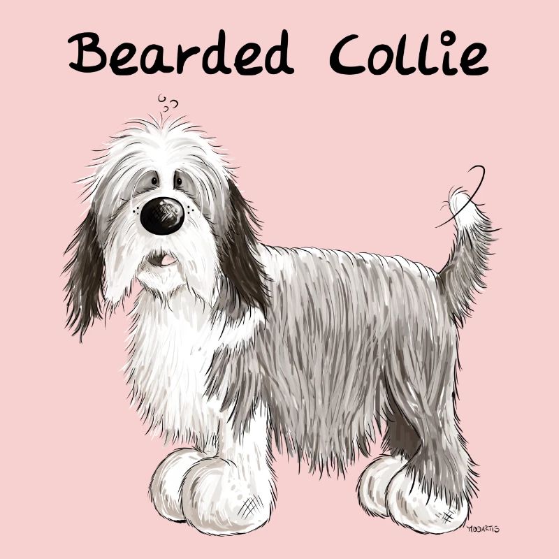 Happy Bearded Collie