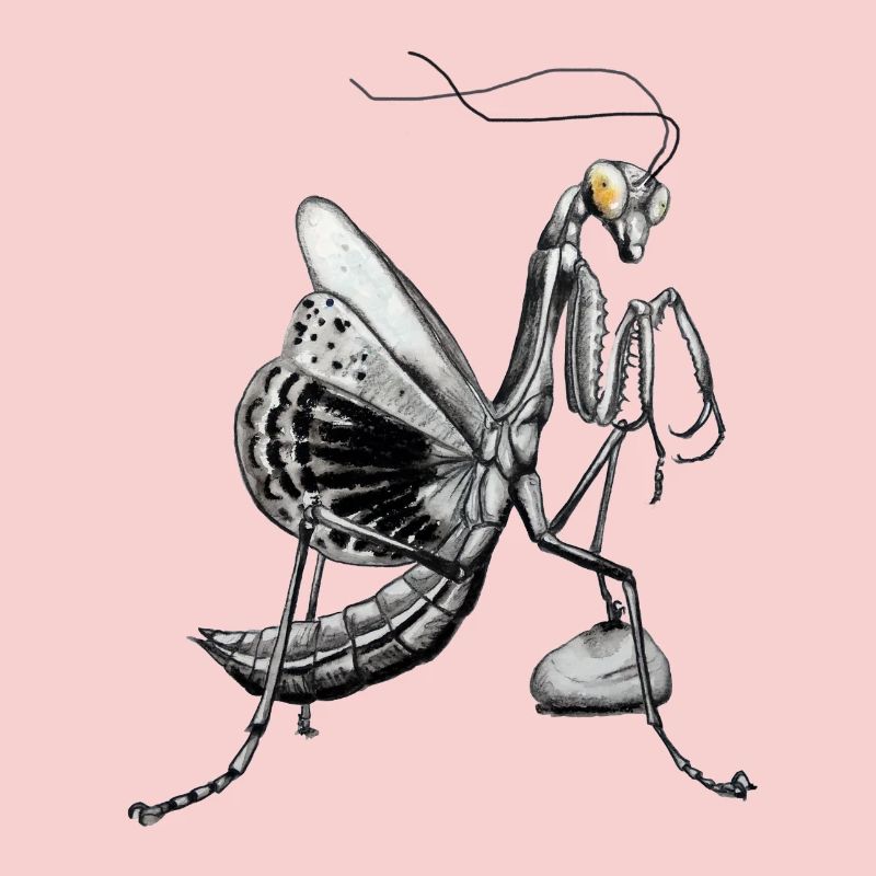 Praying mantis