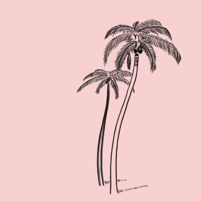 Palm trees with coconut