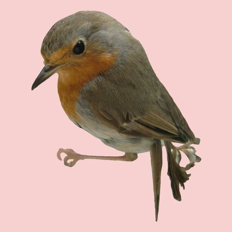 Robin