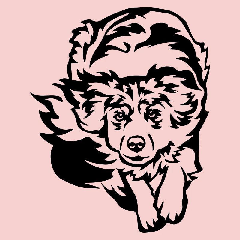 Australian Shepherd