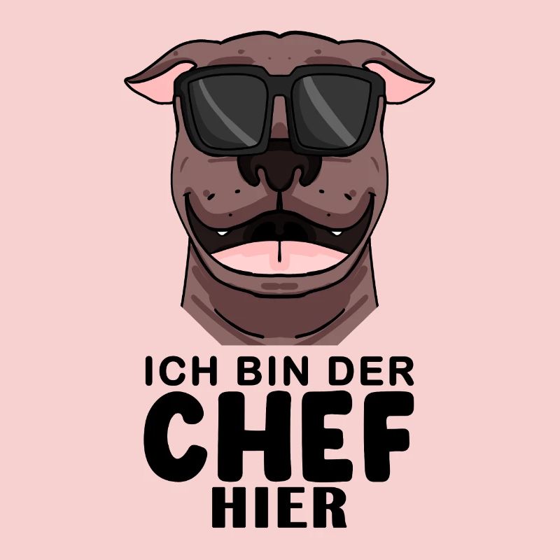 Hund American Pit Bull Terrier Cool Chef