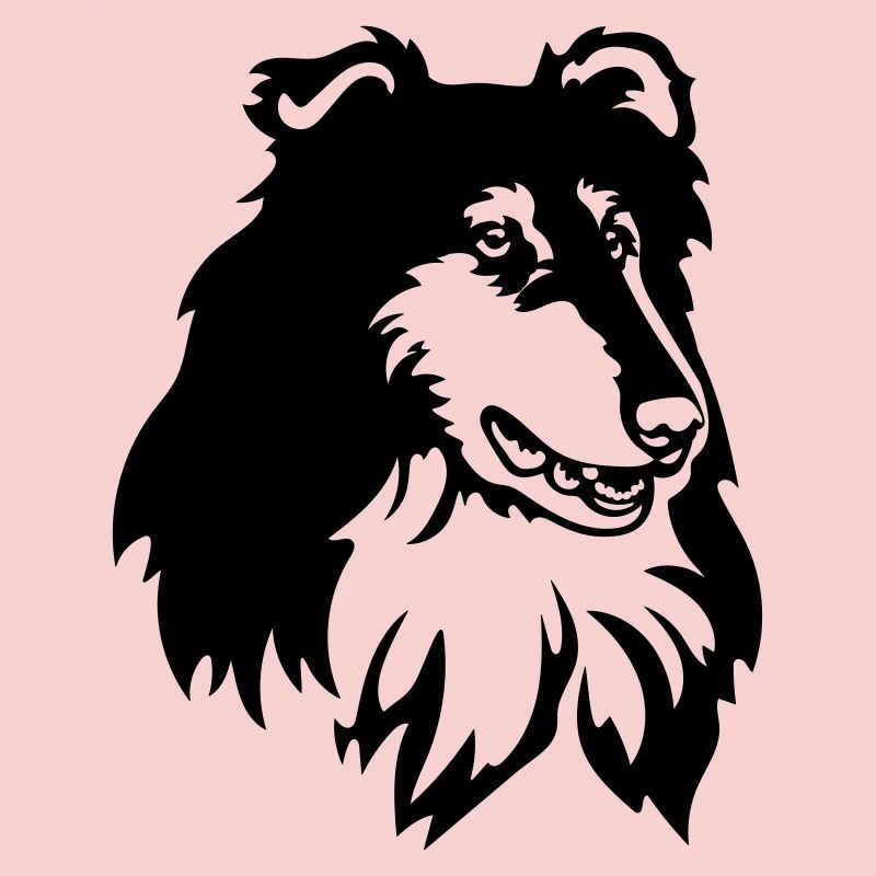 Tête de Collie