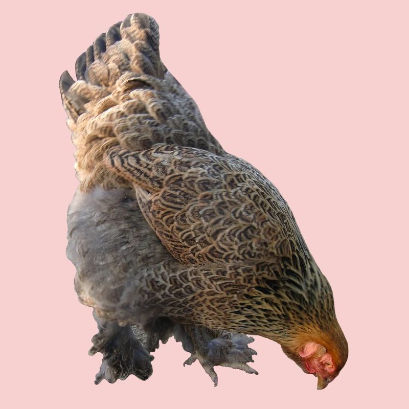 Chicken