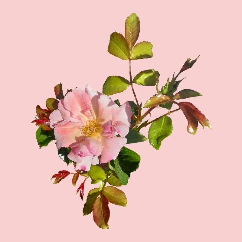 Delicate Pink Rose Blossom