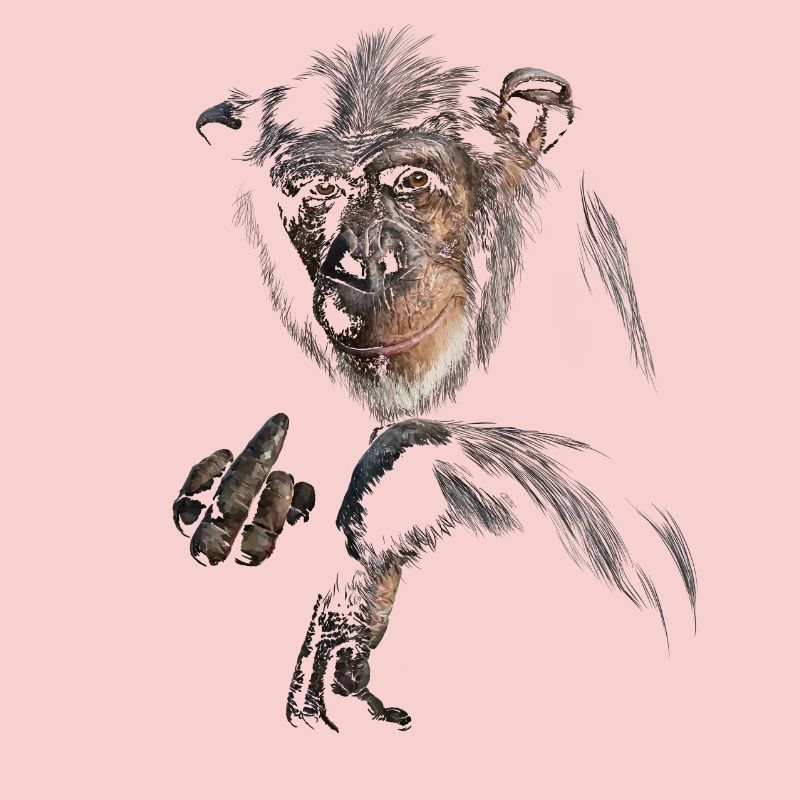 Chimpanzee