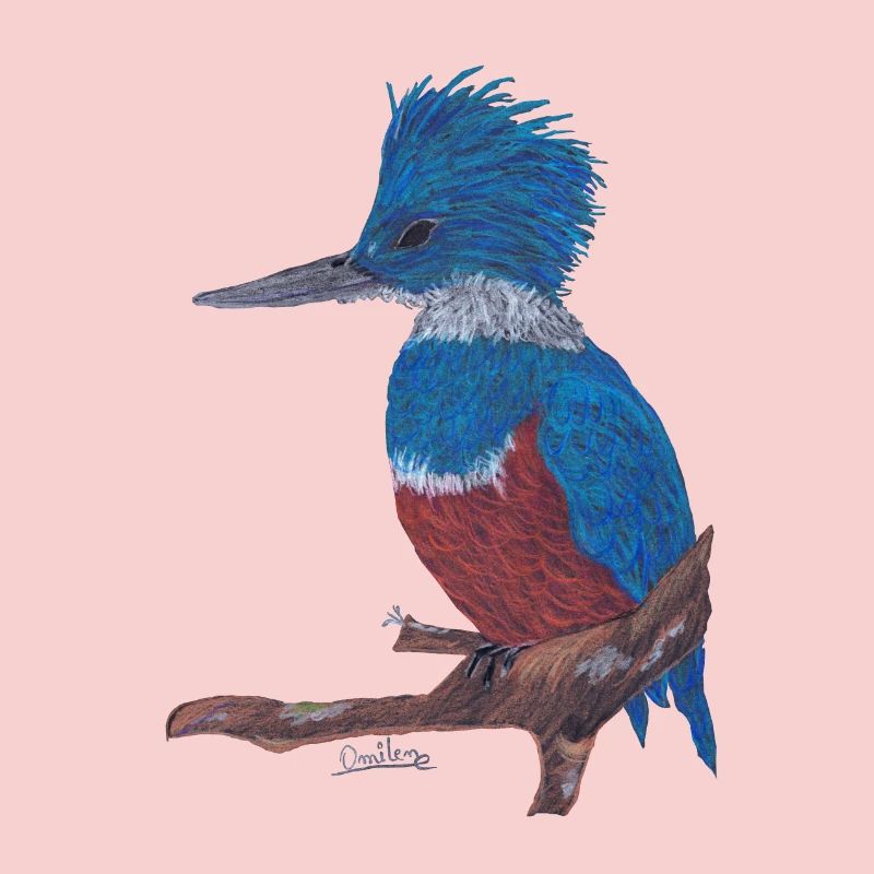 Ein charismatischer Eisvogel.