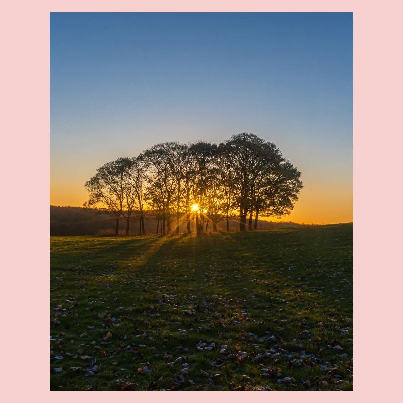 Temple Newham tree sunrise