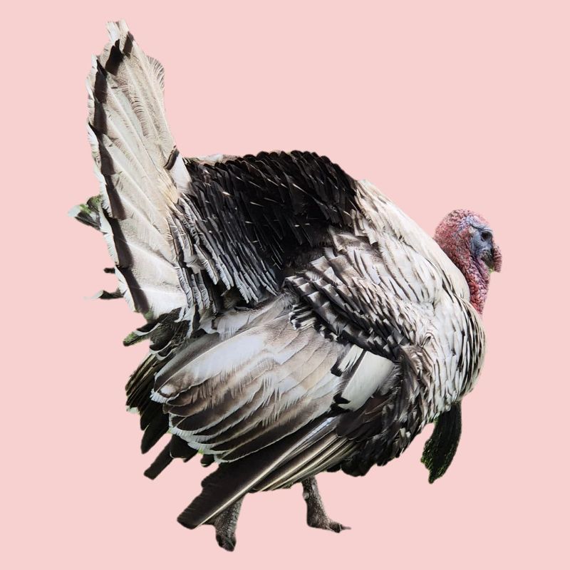 Turkey