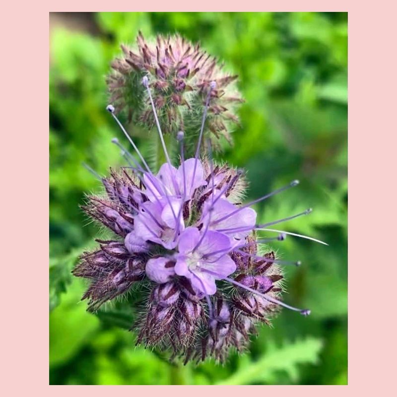Phacélie violette – Fleur sauvage botanique