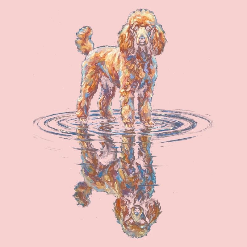 Poodle with water reflection