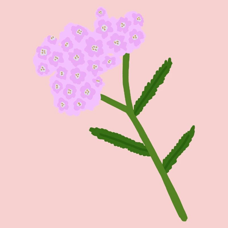 Grappe de fleurs d’achillée pastel