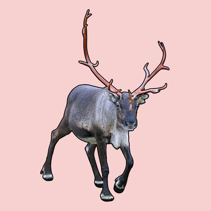 Reindeer
