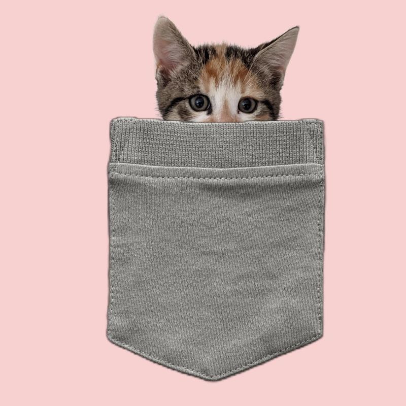Chat dans sa poche - Un chaton regarde à travers