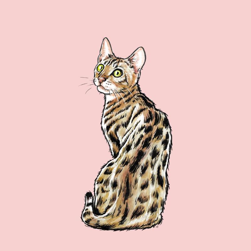 Bengal Katze