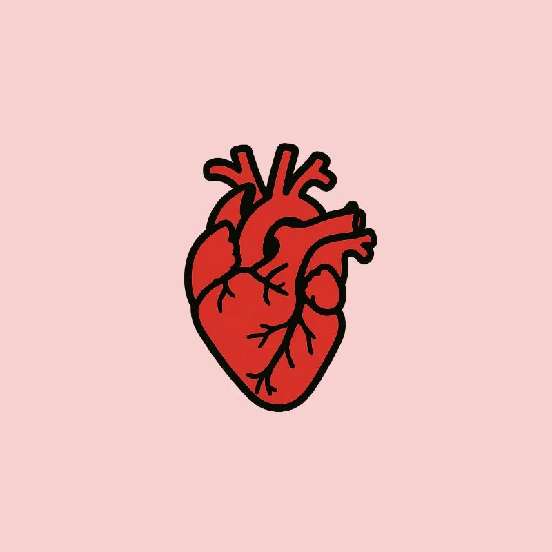 cuore_anatomico
