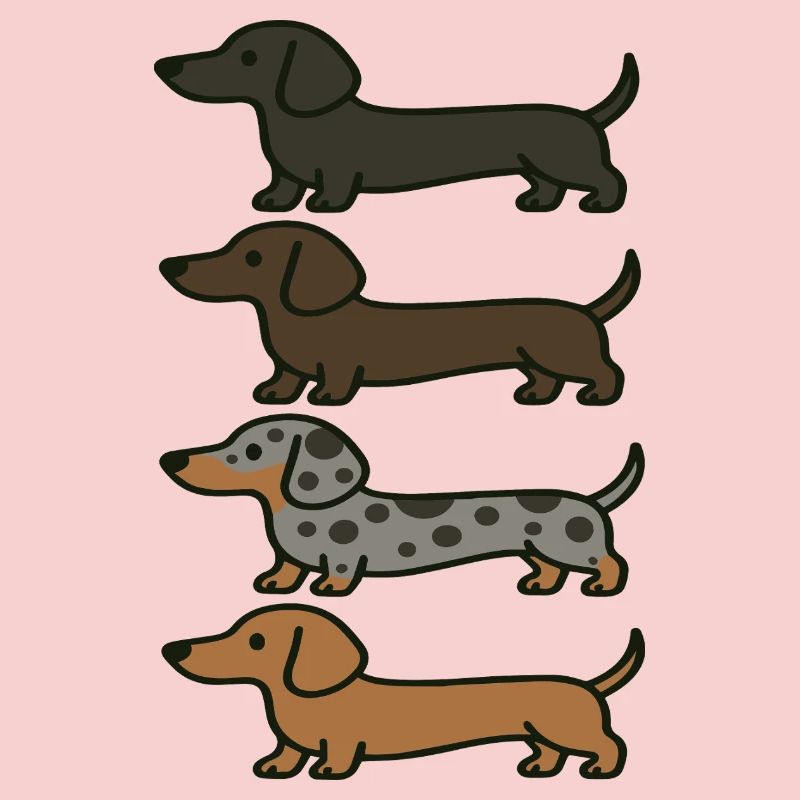 Variations de couleur de Teckel mignons