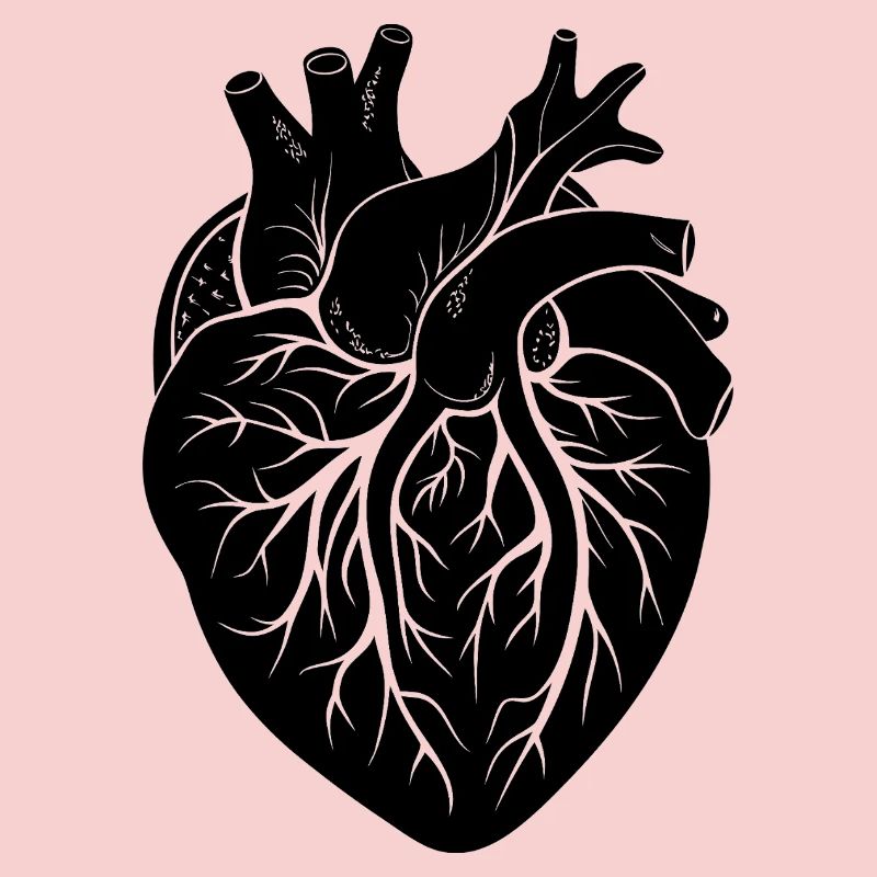 anatomisches Herz