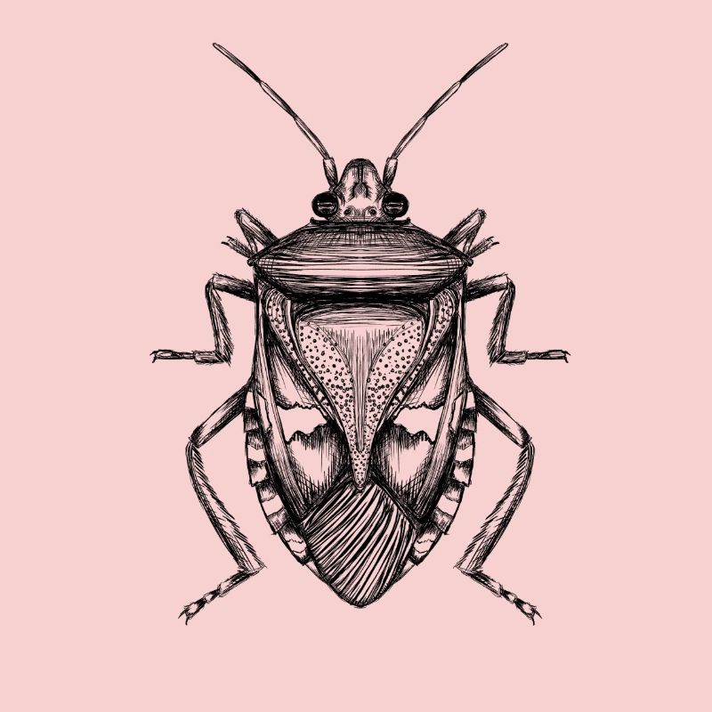 Bug