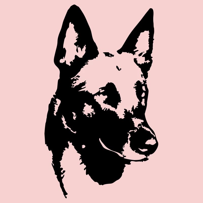 Tête de malinois