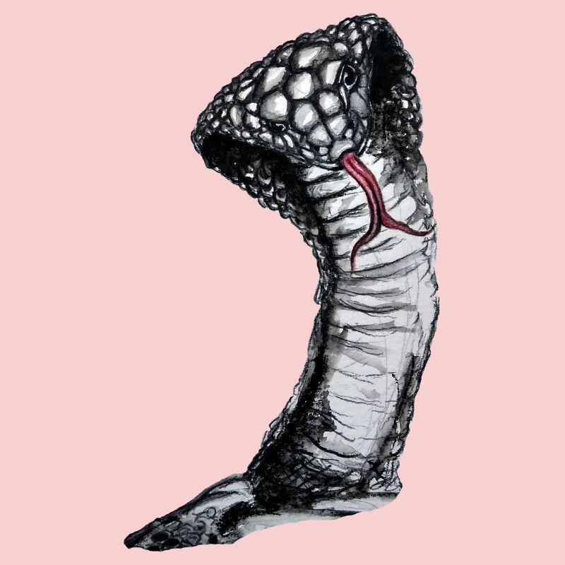 Cobra