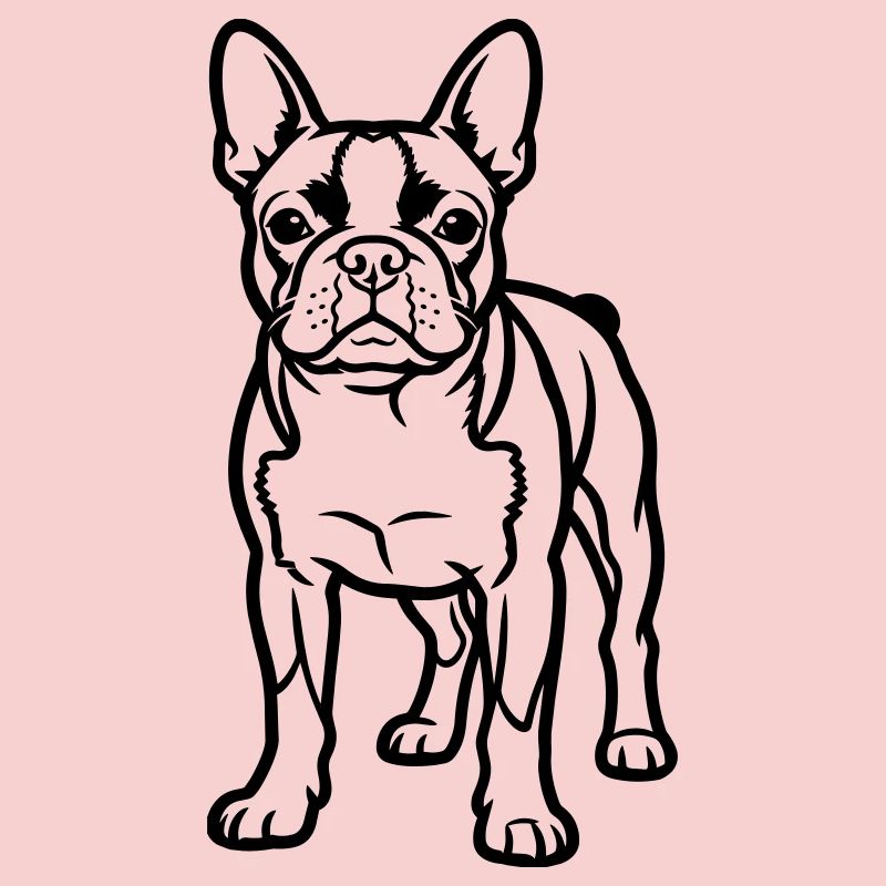 Boston Terrier