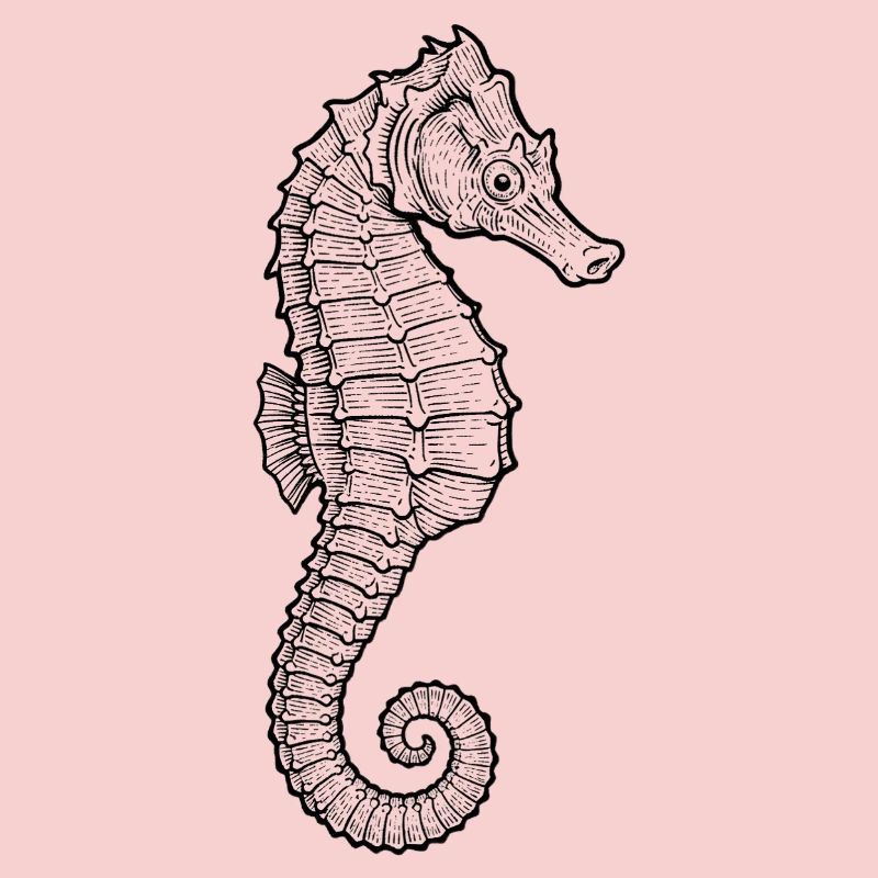 Hippocampe