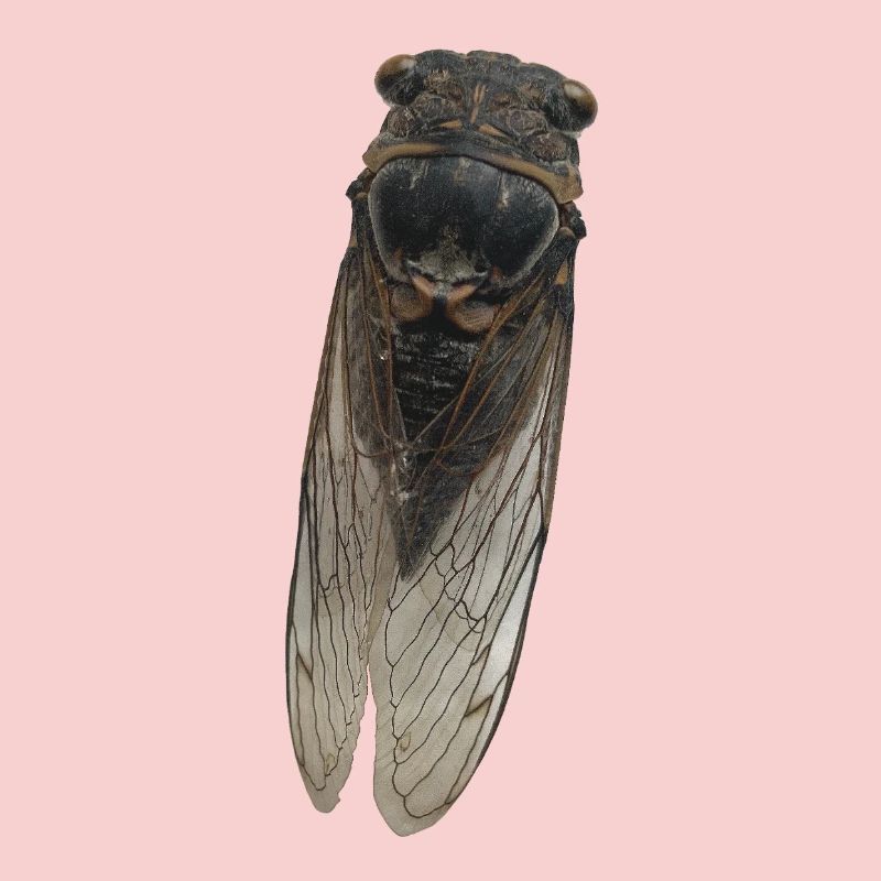 Zikade