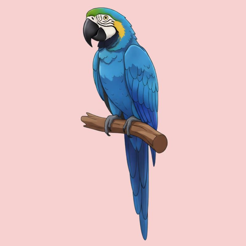 blue macaw