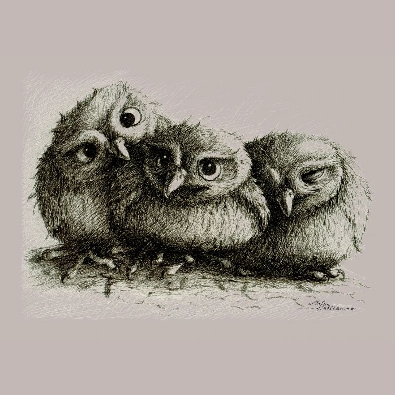 three young owls