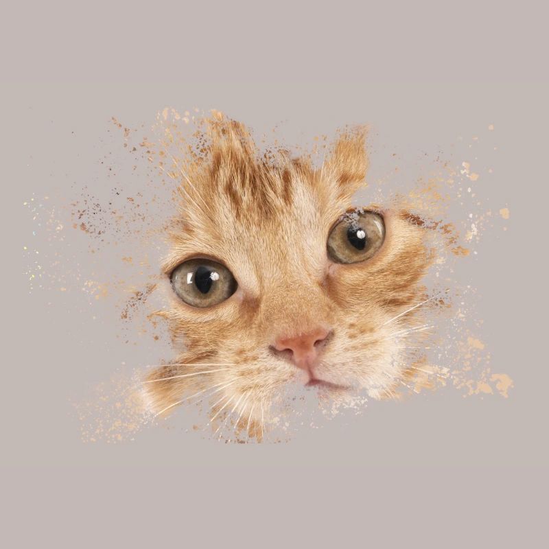 Chat orange avec éclaboussure d’aquarelle