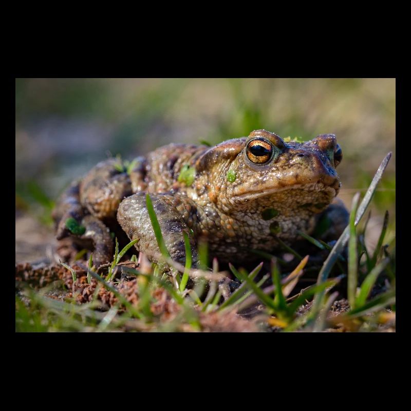Gros plan d’un crapaud terrestre - Affiche
