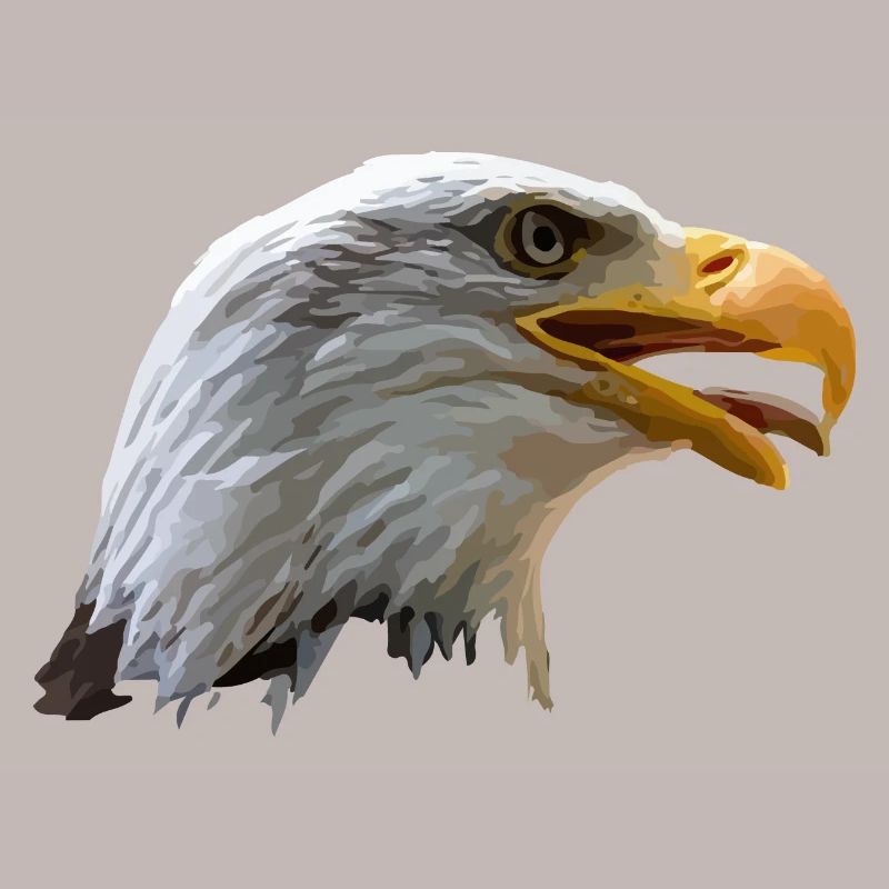 bald eagle