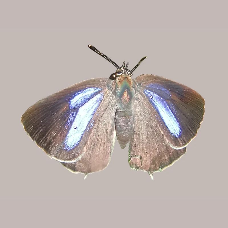 Blauer Eichen-Zipfelfalter