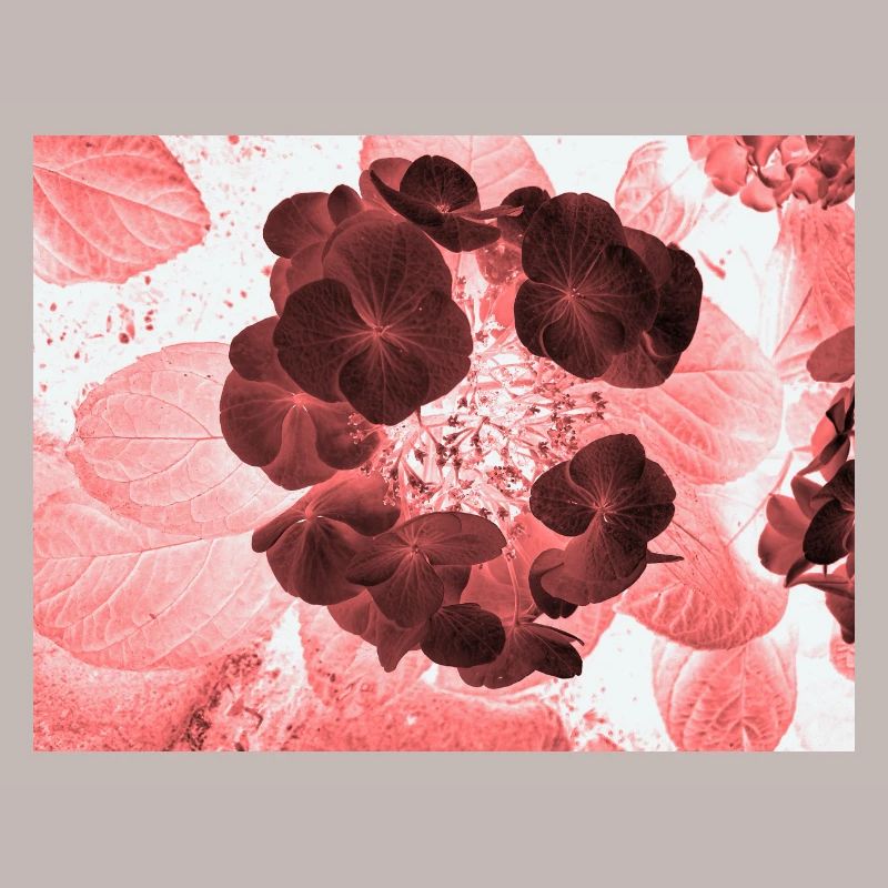 Red Hydrangea Floral Pattern