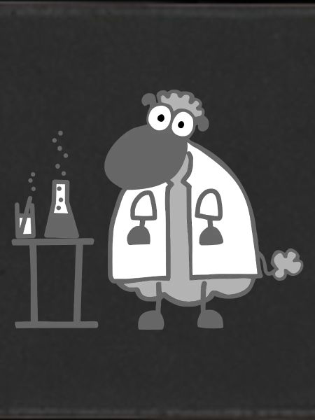 Laboratory sheep