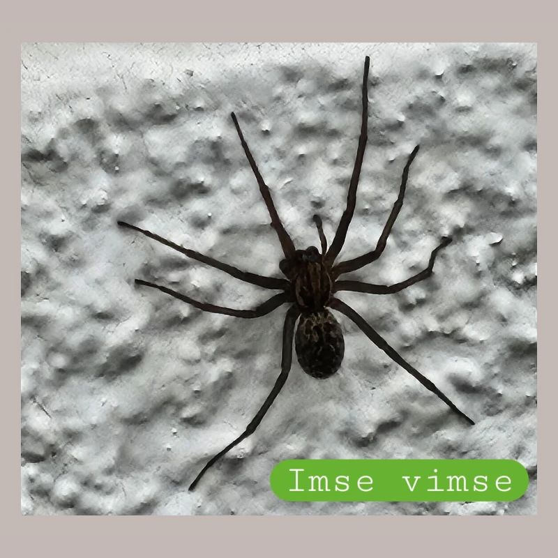 spider