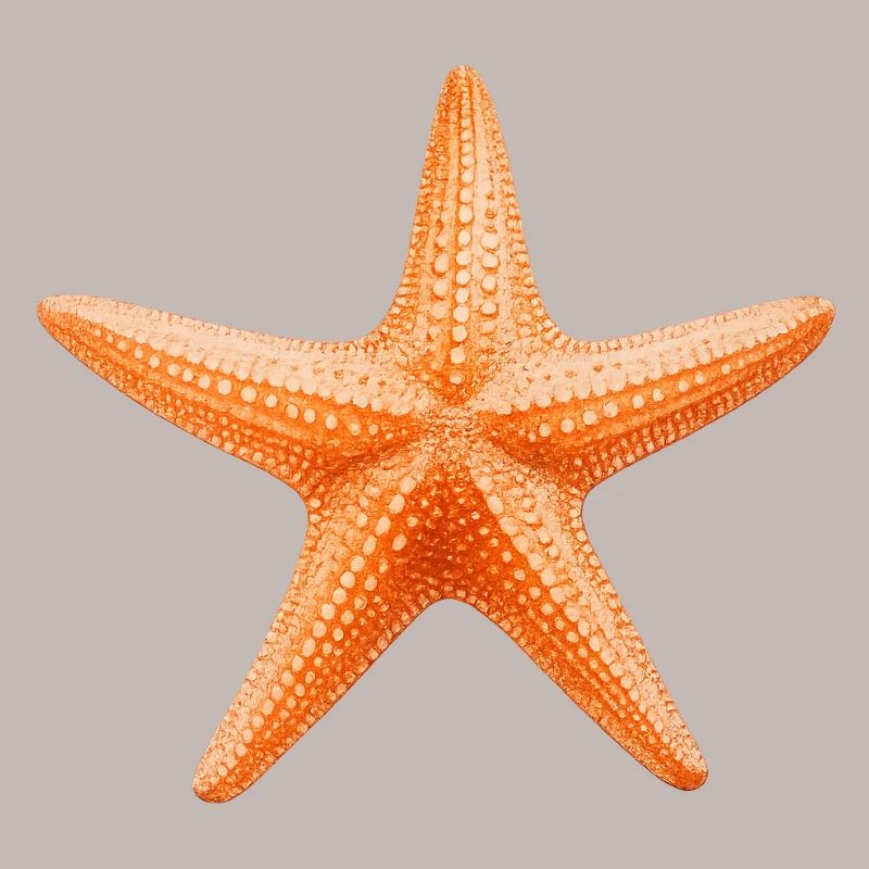 Conception de la plage Orange Starfish