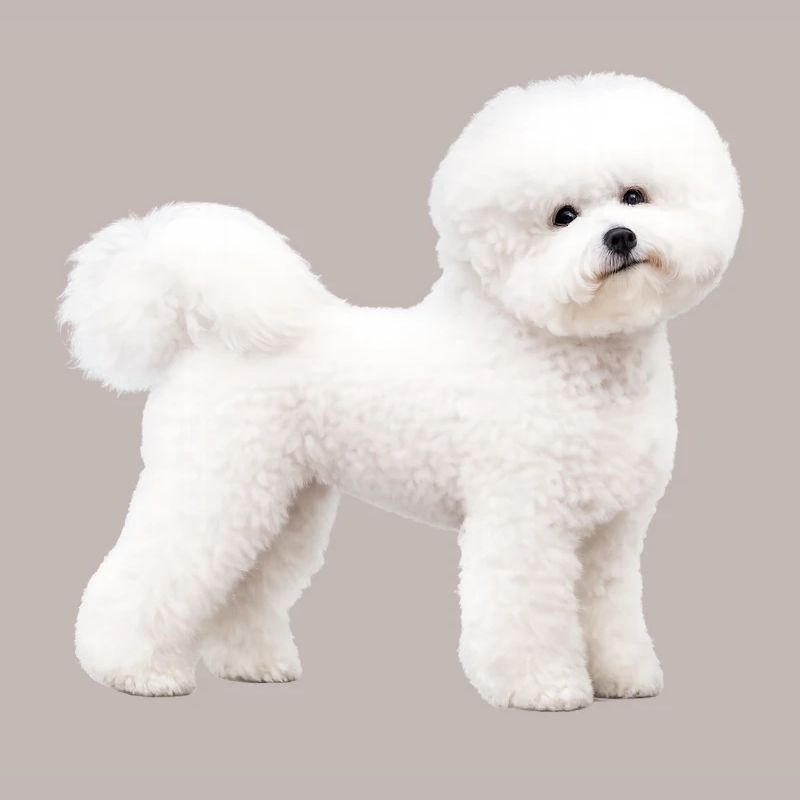 Realistic Bichon Frise