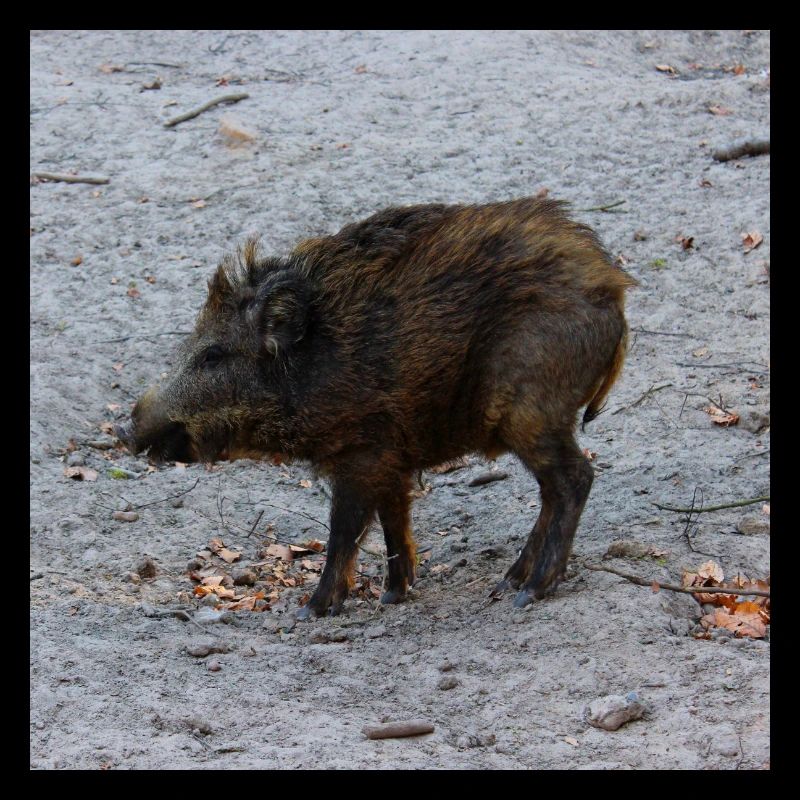 Wild boar hunter ranger hunt forest gift