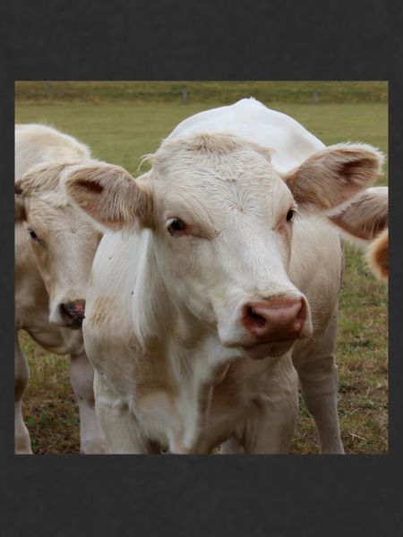Affiche vache