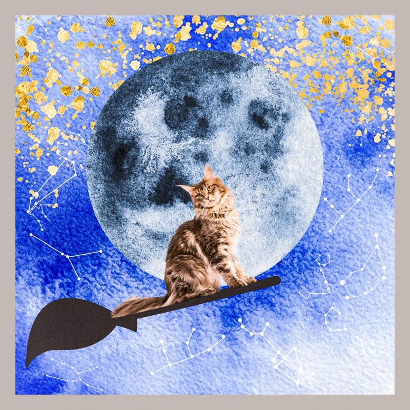 Chat sorcier