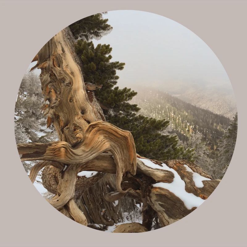 old gnarled tree on the Pacific Crest Trail