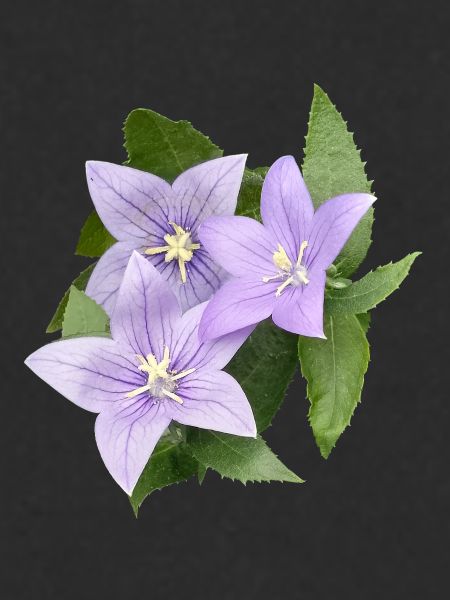 PURPLE BALLOON FLOWER