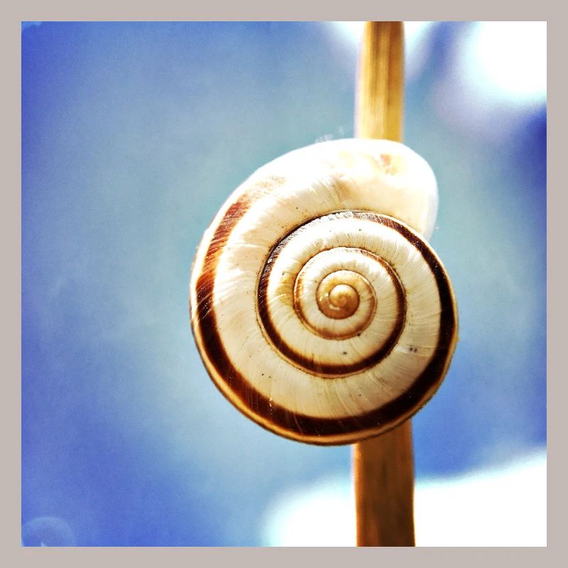 Snail-shell