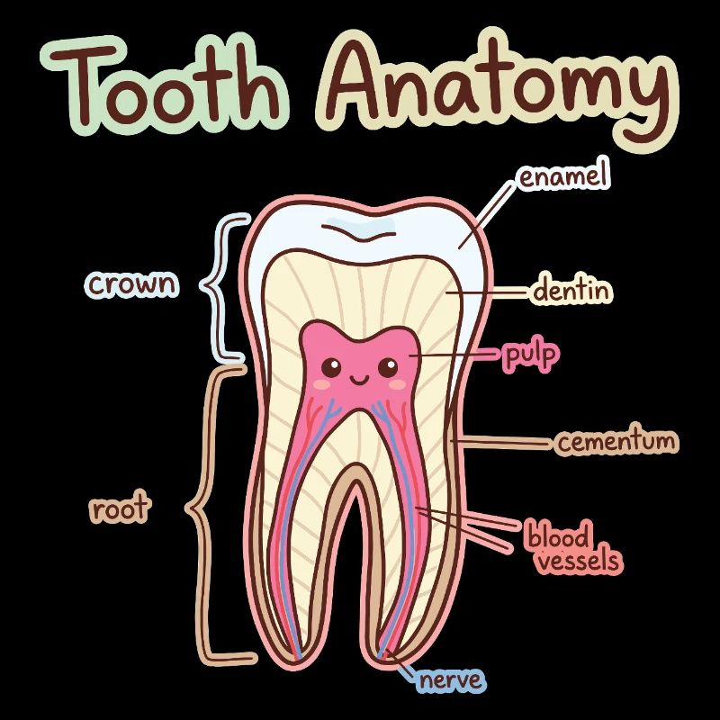 Dentiste assistant dentaire en anatomie dentaire