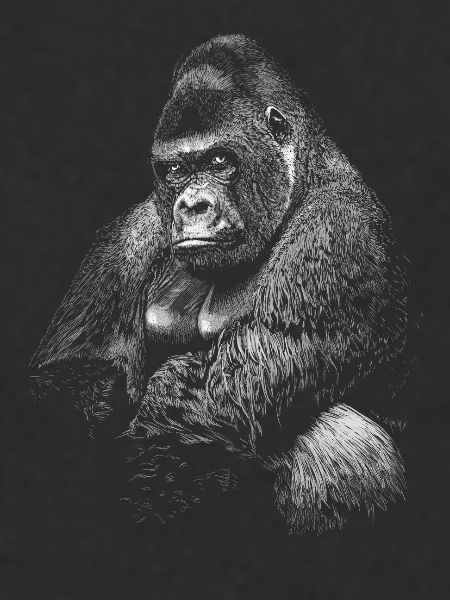 Gorilla